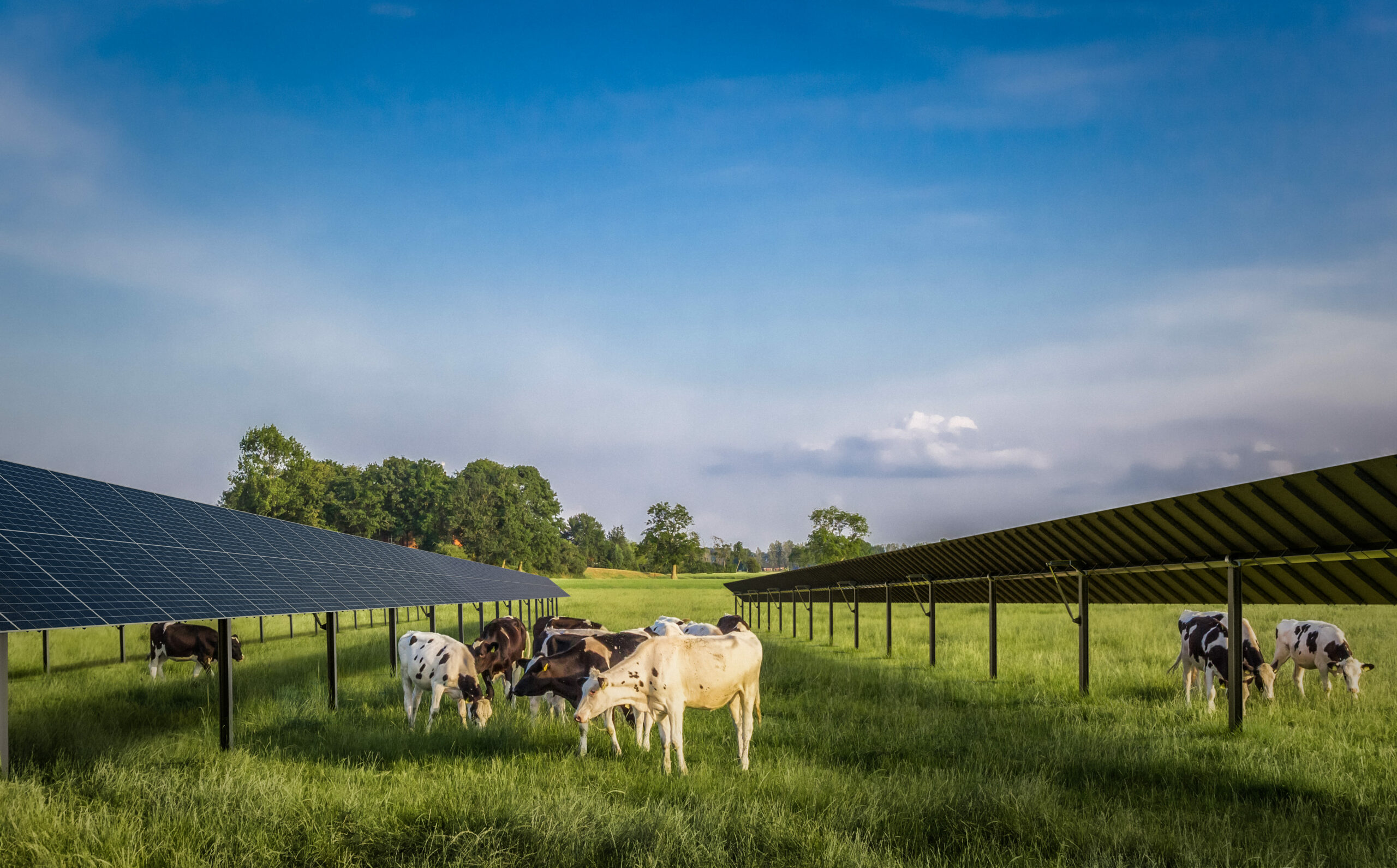 RWE_AgriPV_Weide_20240326 (1)